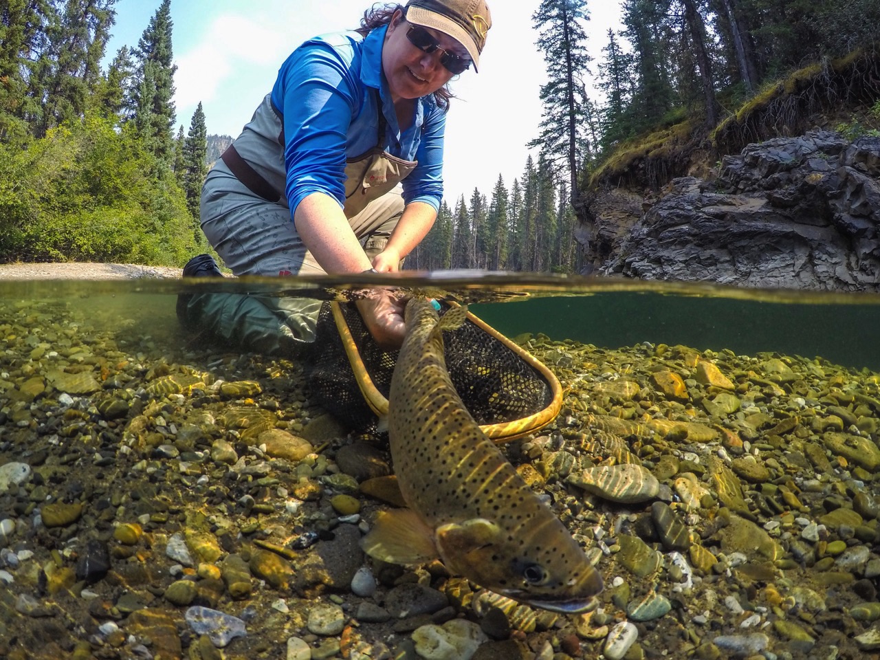 Westslope Cutthroat Trout