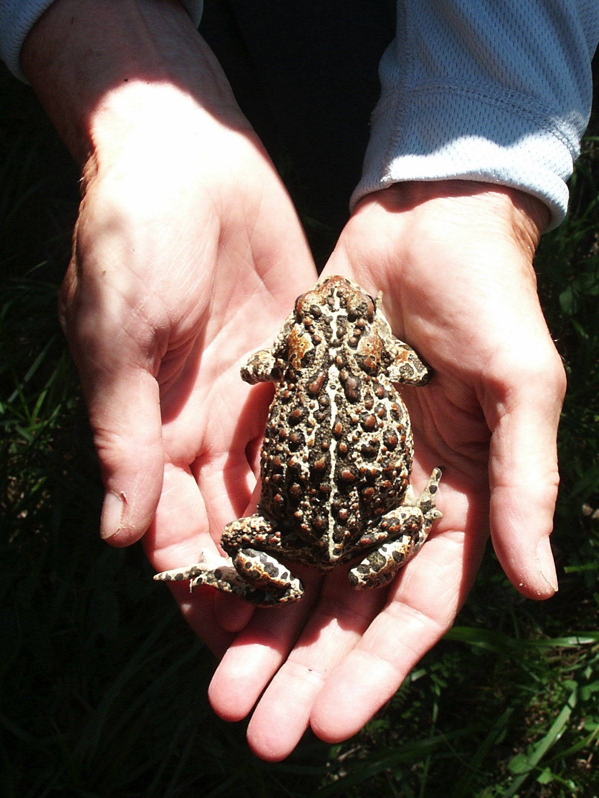 Boreal Toad