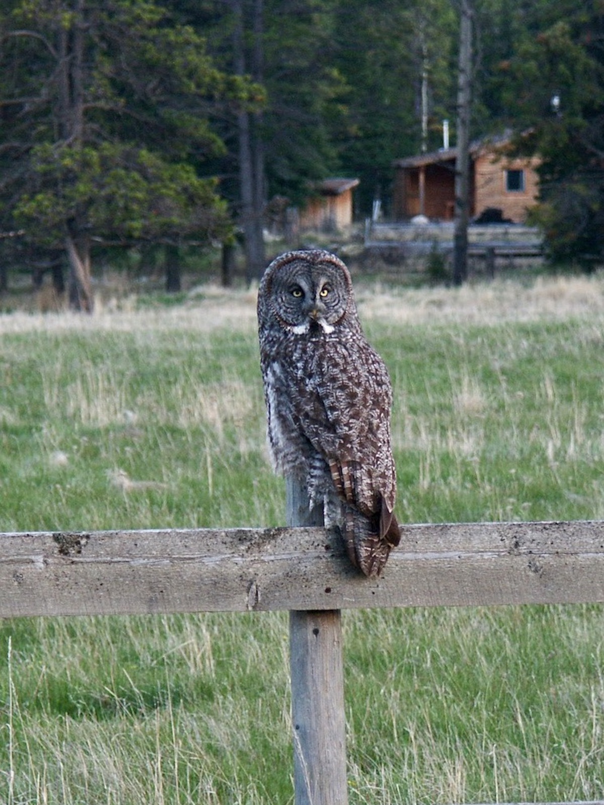 Great Gray Owl