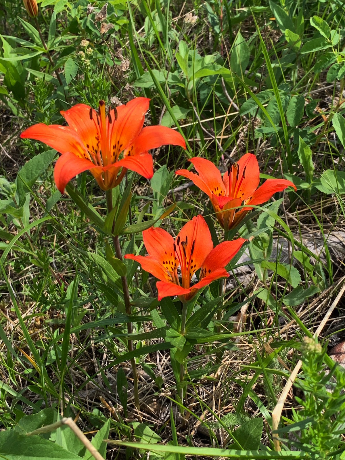 Western Wood Lily