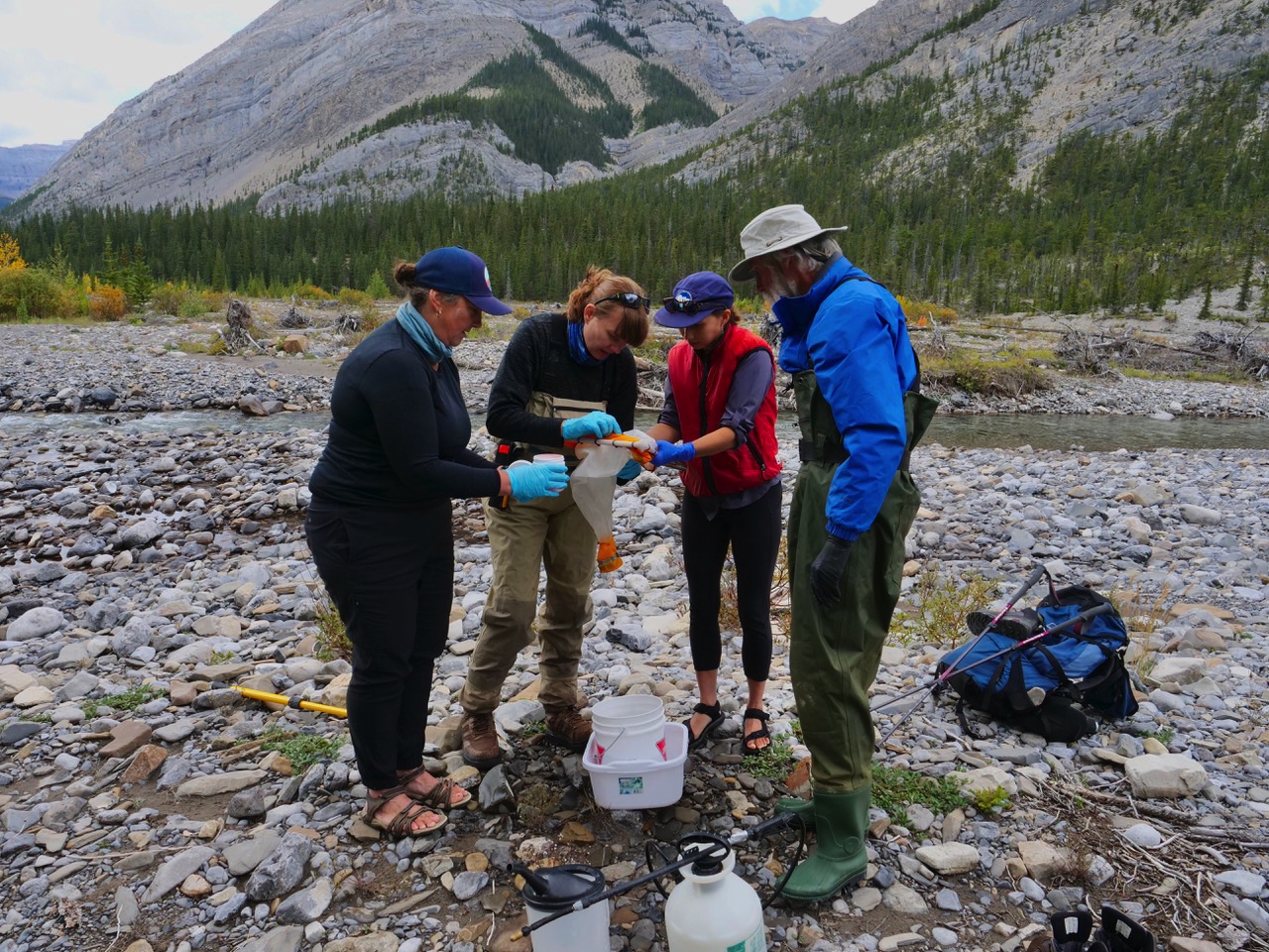 Westslope Cutthroat Trout