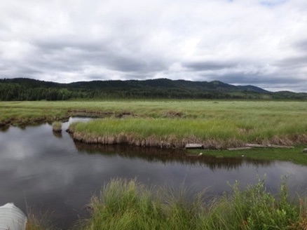 Wetlands