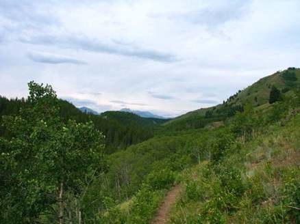 Lesueur-1.jpg