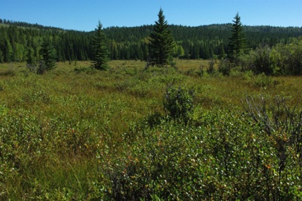 Lesueur Creek wetland